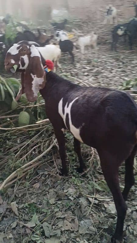 mashallah bohat he kobsurat female goat 1