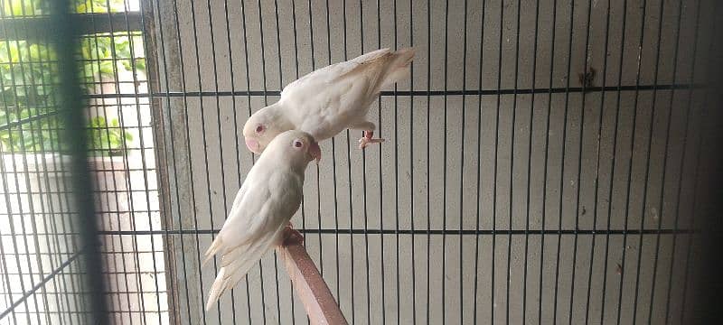 Albino Red Eyes Pair 0