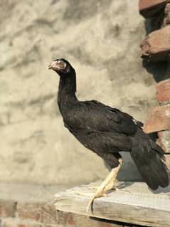 Pure Aseel Hen female