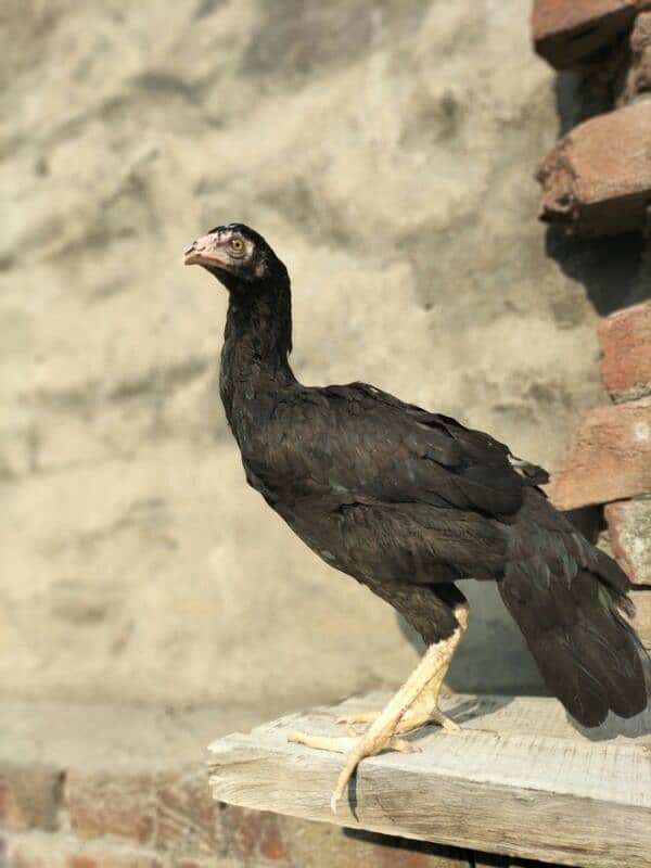 Pure Aseel Hen female 0