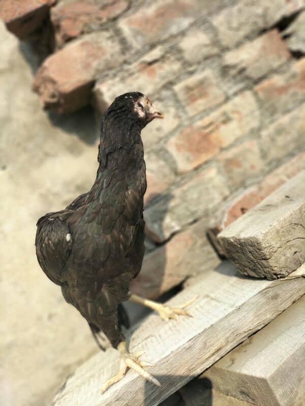 Pure Aseel Hen female 1