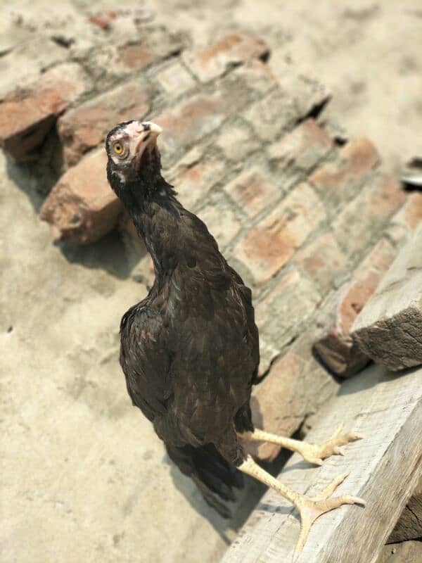 Pure Aseel Hen female 3