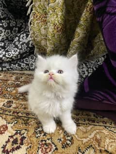 persian kittens / punch face / double coated kittens for sale