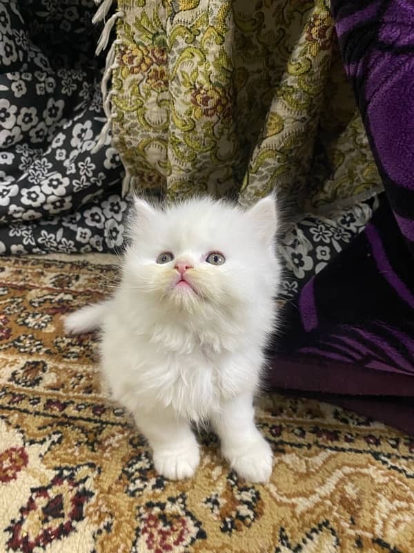 persian kittens / punch face / double coated kittens for sale 0