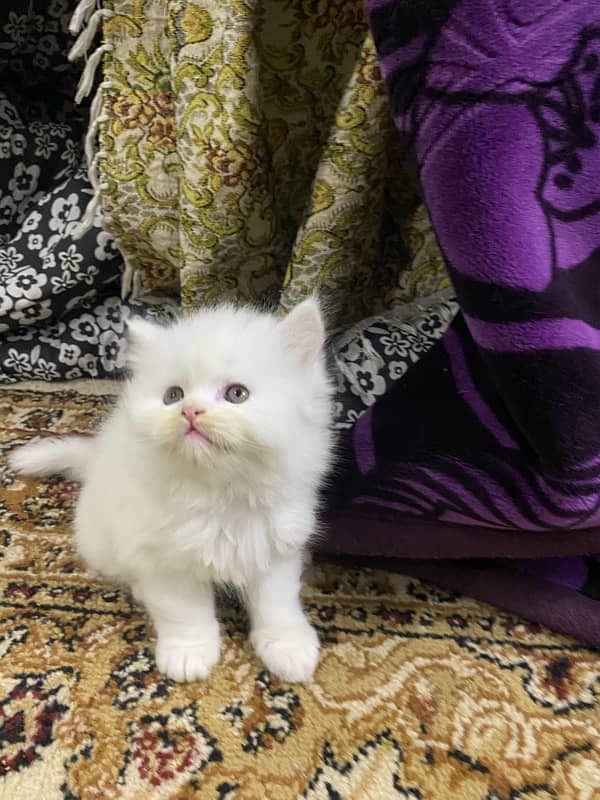 persian kittens / punch face / double coated kittens for sale 1