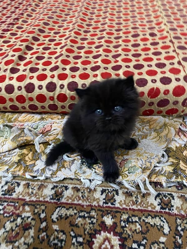 persian kittens / punch face / double coated kittens for sale 3