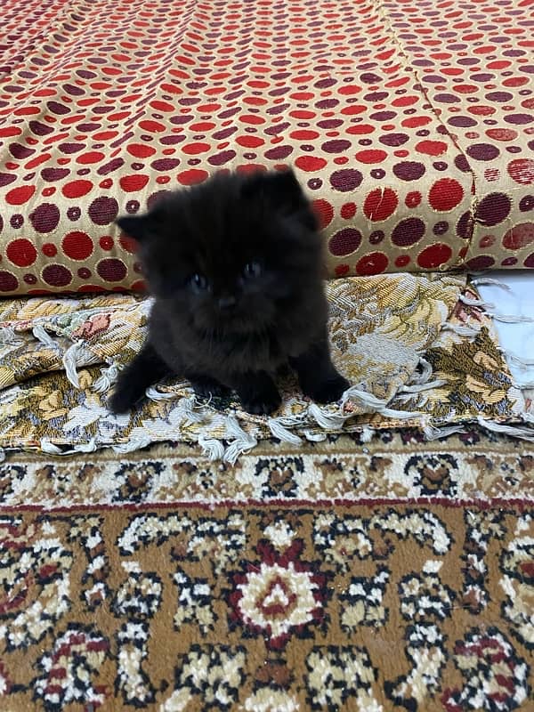 persian kittens / punch face / double coated kittens for sale 4