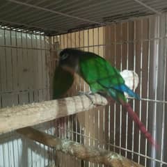 Green Cheek conure DNA male