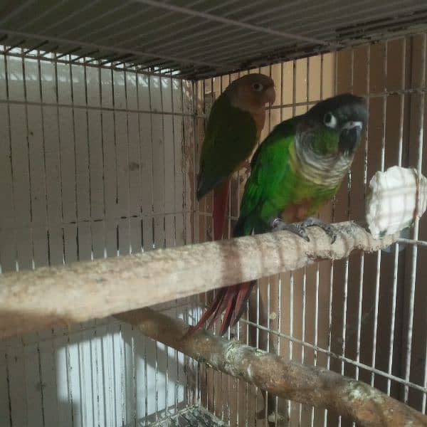 Green Cheek conure DNA male 3