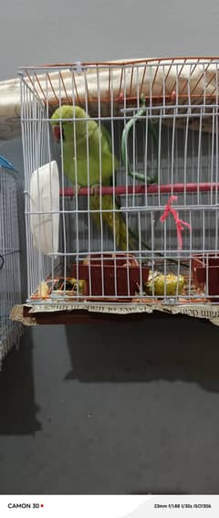 Ringneck and lutino and lovebirds