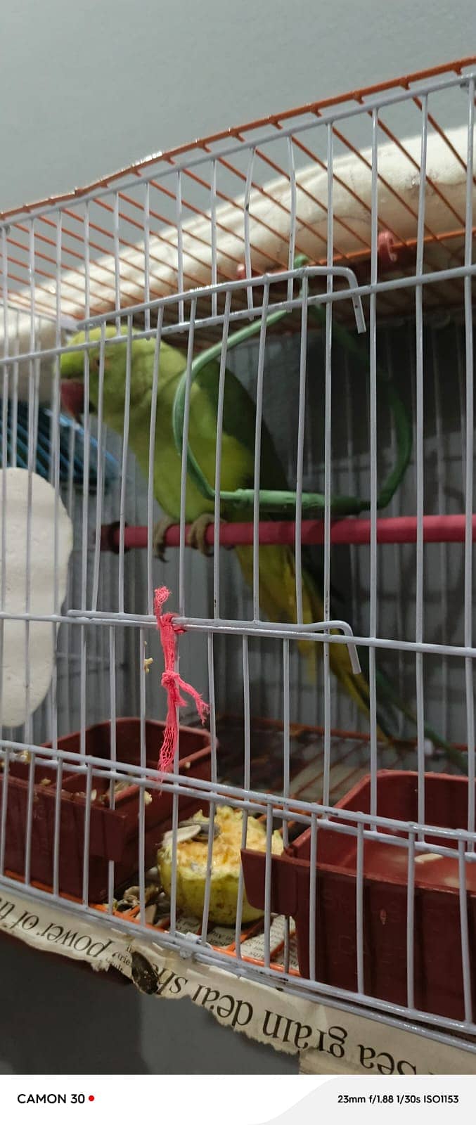 Ringneck and lutino and lovebirds 1