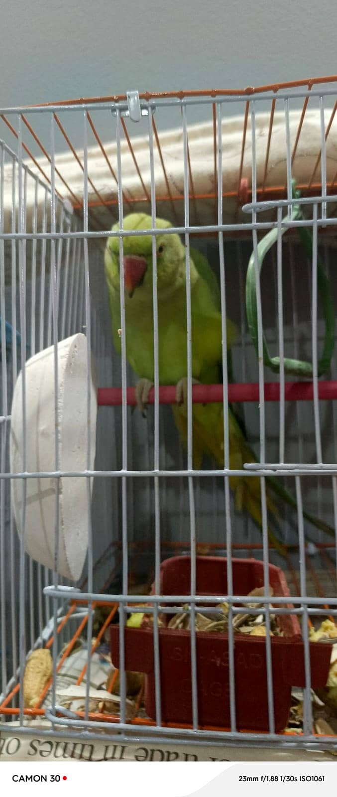 Ringneck and lutino and lovebirds 2