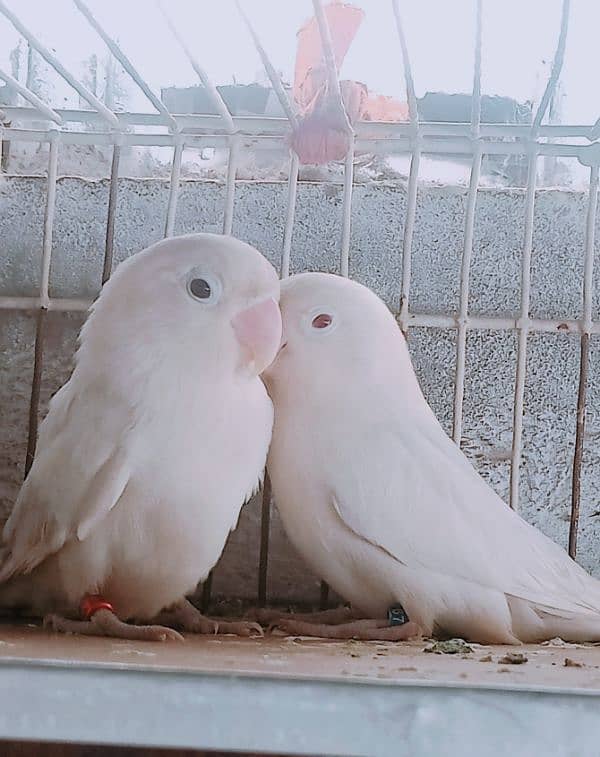 albino male red eyes with dna with female black eyes 0