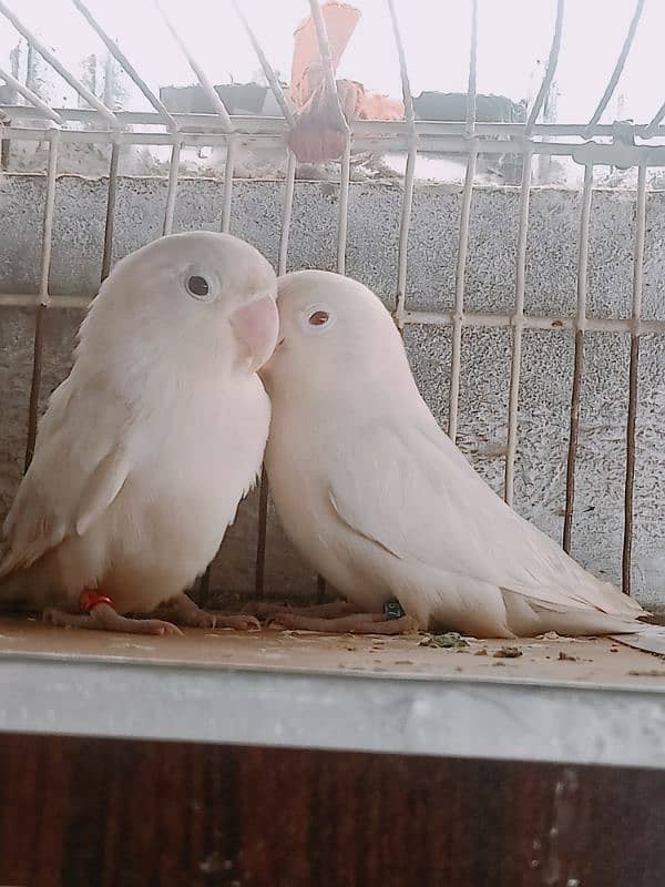 albino male red eyes with dna with female black eyes 1