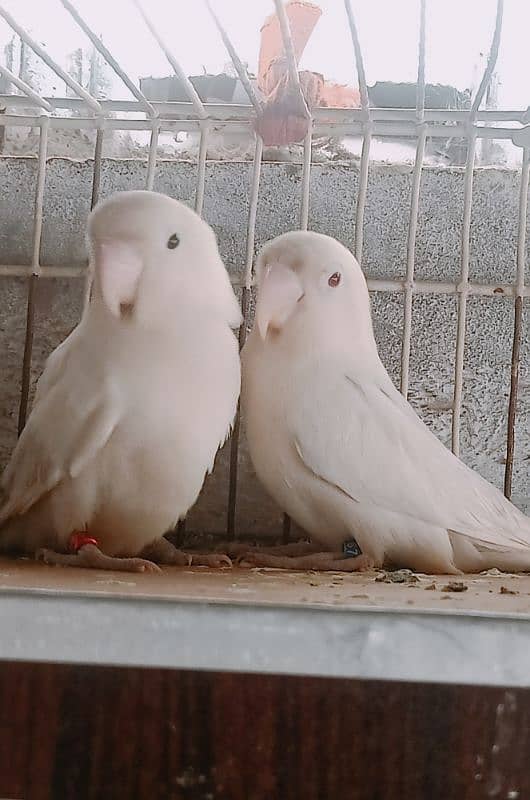 albino male red eyes with dna with female black eyes 2