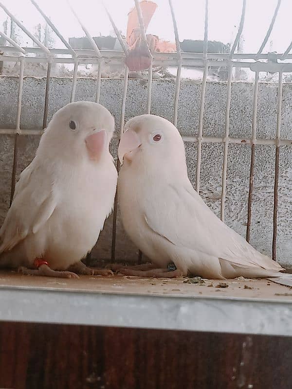 albino male red eyes with dna with female black eyes 3