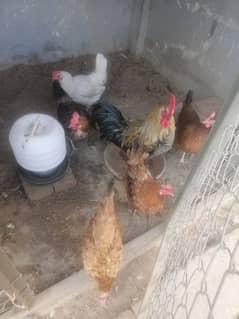 golden misri egg laying hens 5 female 1 male