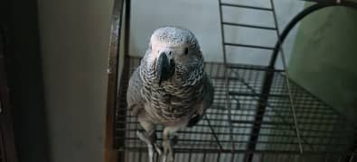 African grey parrot chik 03138792706