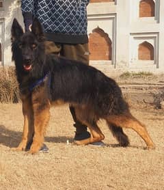 German Shepherd proper long coated mail for sale full train