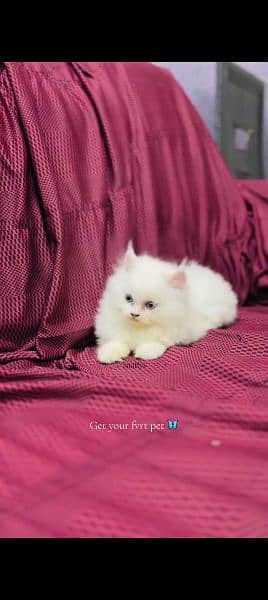 Persian cat for sale male or female my WhatsApp 0329=35=54=428 1