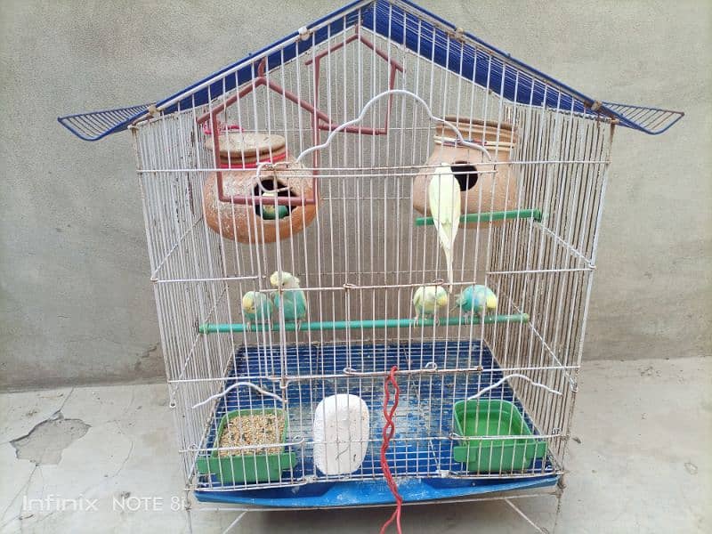 11 Budgies with 2 cage 2