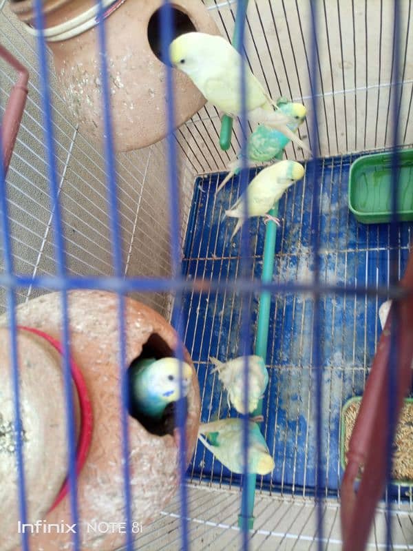 11 Budgies with 2 cage 3