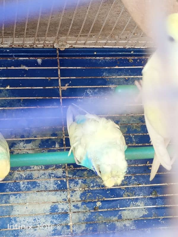 11 Budgies with 2 cage 4