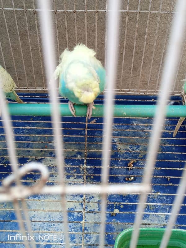 11 Budgies with 2 cage 5