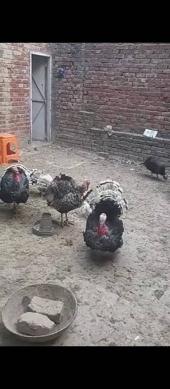 3 Trio Turkey Adult 0