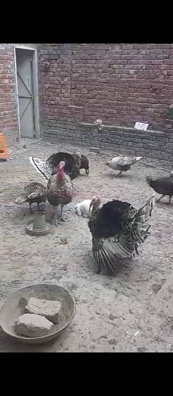 3 Trio Turkey Adult 1