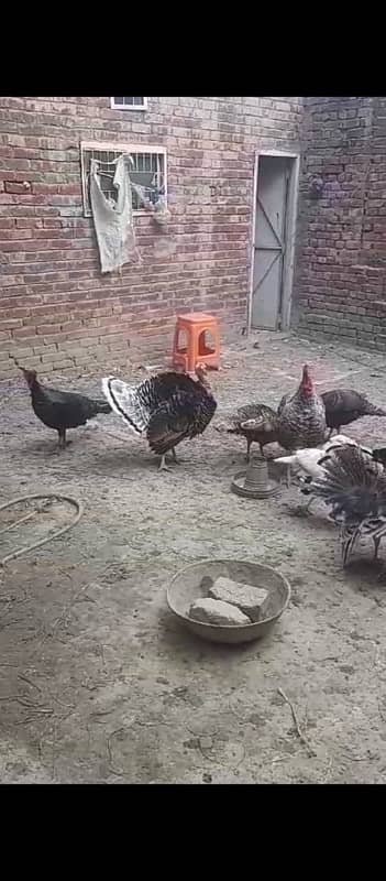 3 Trio Turkey Adult 2