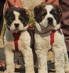 Alabai Dog pair | King Alabai Breed | Alabai Puppies