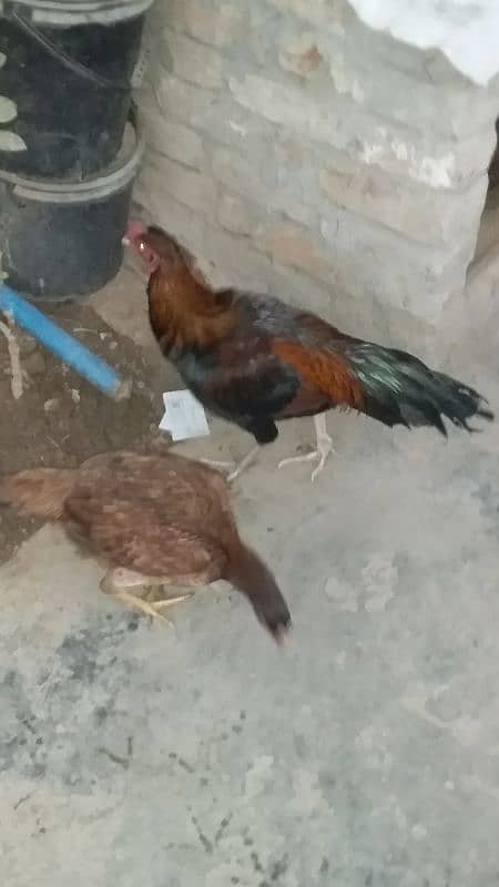 murgi+murga for sale andy dy rahi ha is  per rabata karai. 03234129850 2