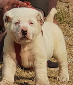 alabai dog male 2 months for sale security dog