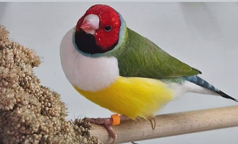 Lady Gouldian Green  Breeding Pair with Eggs 1