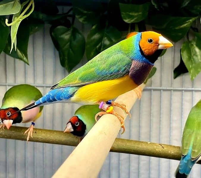 Lady Gouldian Green  Breeding Pair with Eggs 2