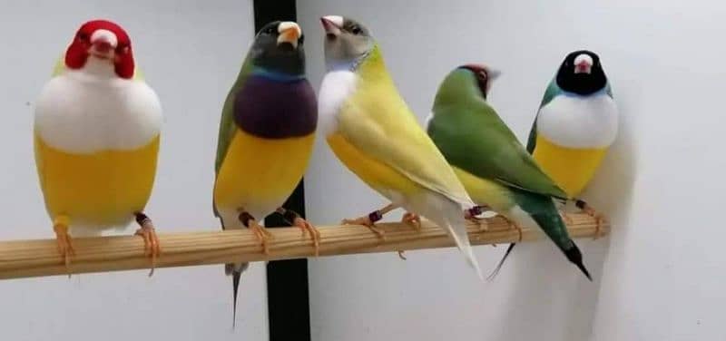 Lady Gouldian Green  Breeding Pair with Eggs 3