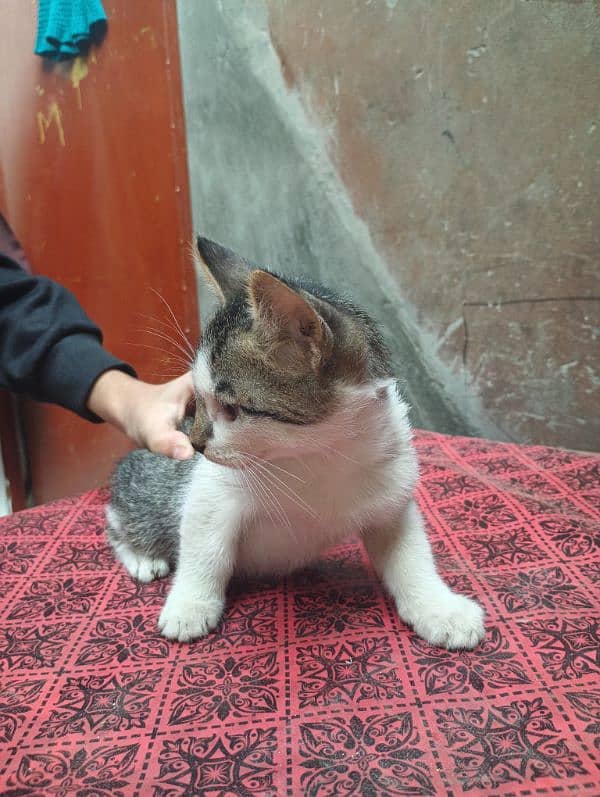 kitten for free 1