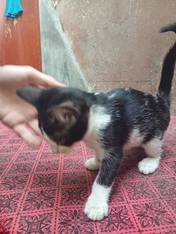 kitten for free 4