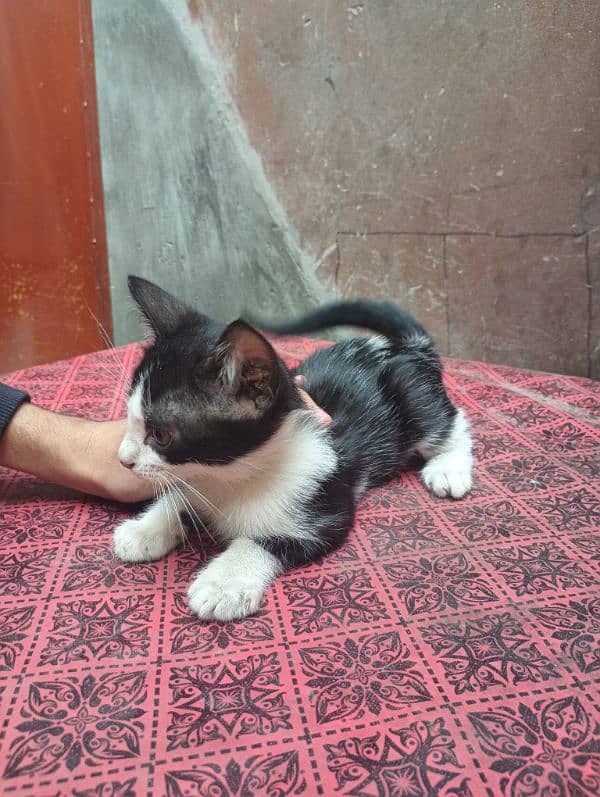 kitten for free 5