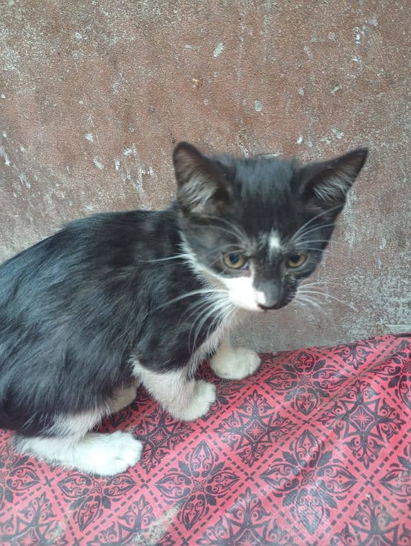 kitten for free 8