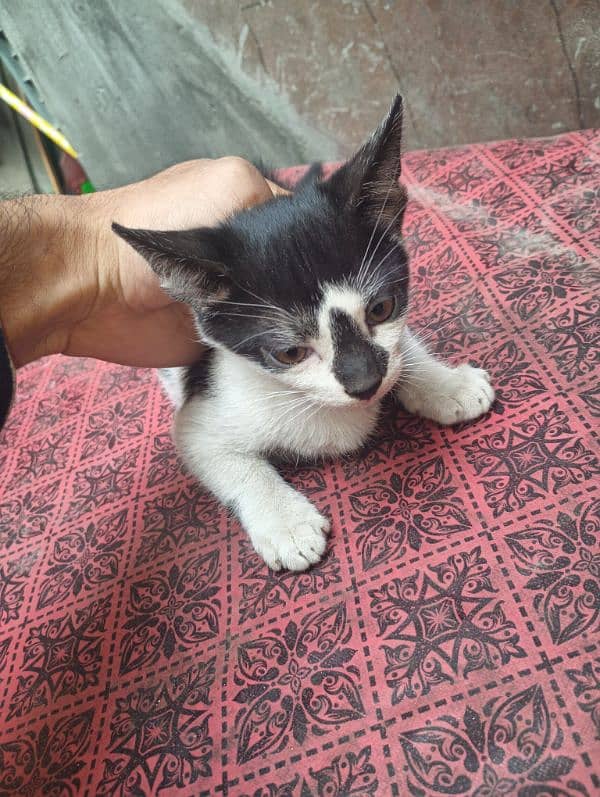 kitten for free 9