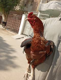 pure aseel larkana breed