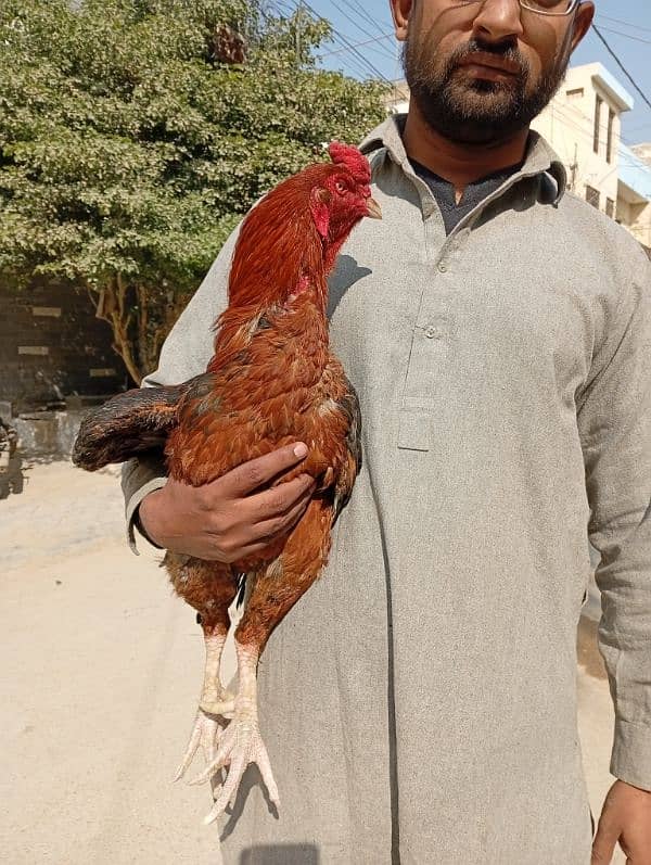 pure aseel larkana breed 2