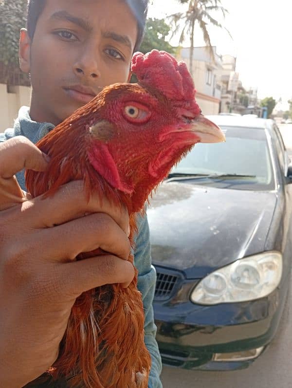 pure aseel larkana breed 3