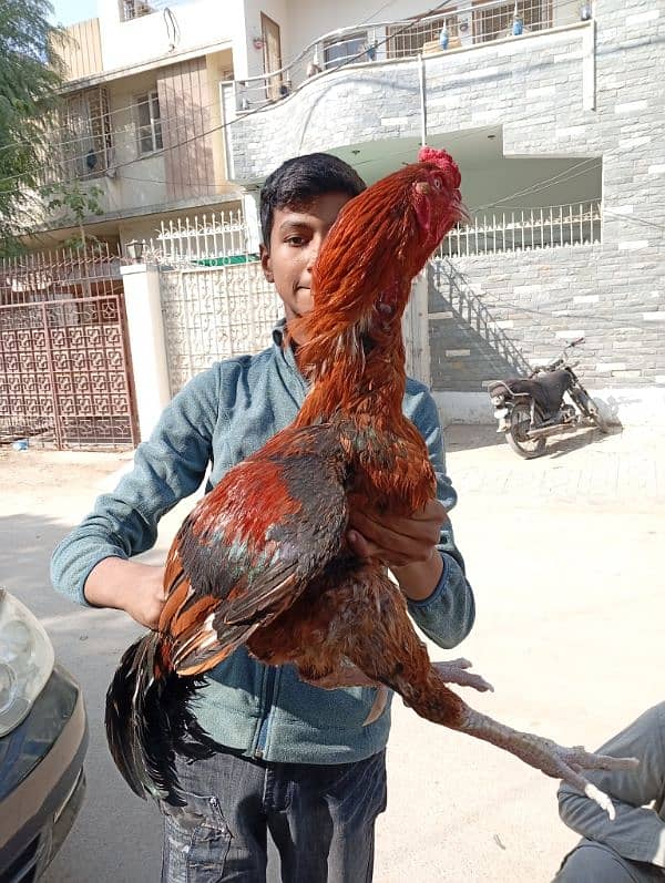 pure aseel larkana breed 7