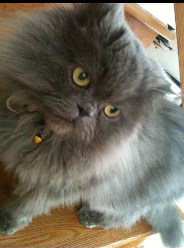 PERSIAN CATS PAIR. . . . SINGLE ALSO AVAILABLE 3