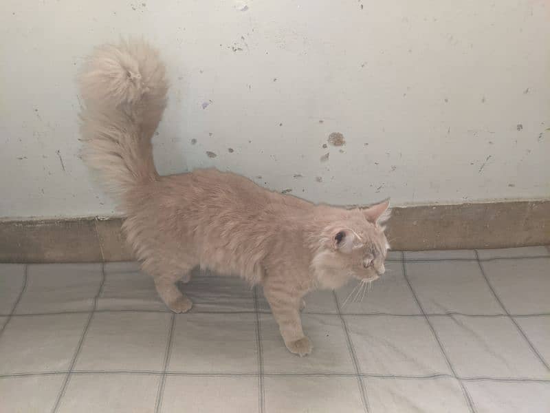 Persian male triple coted 0