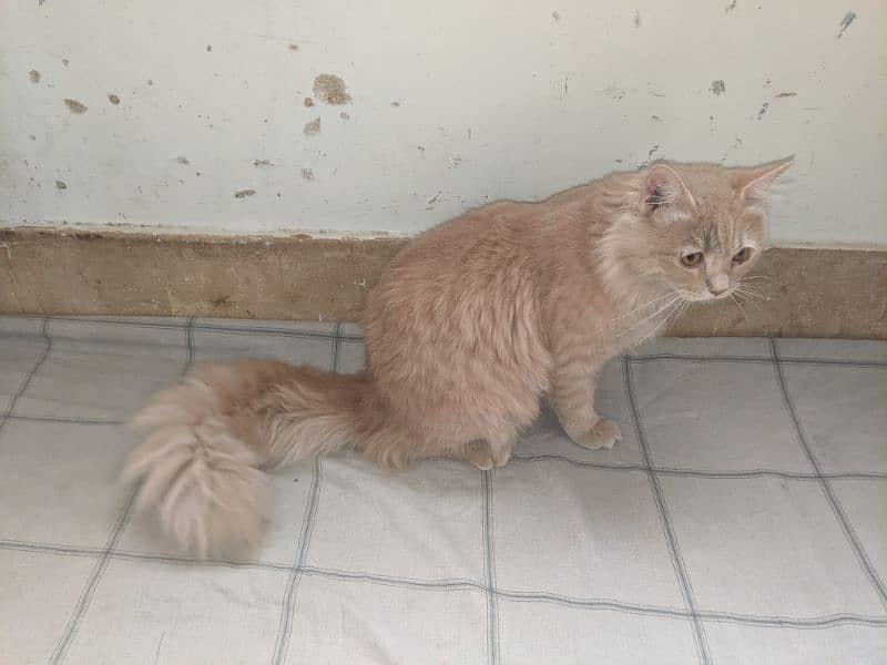 Persian male triple coted 1