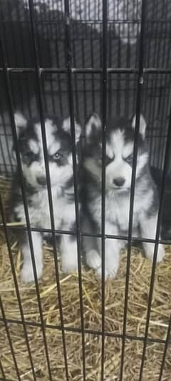 husky siberian